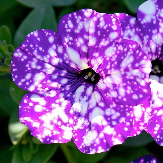 Petunia 'Night Sky'