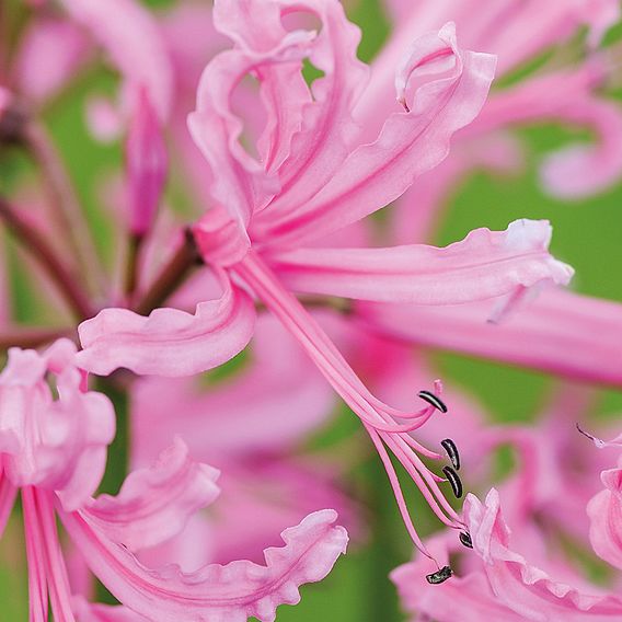 Nerine bowdenii Bulbs - Pink