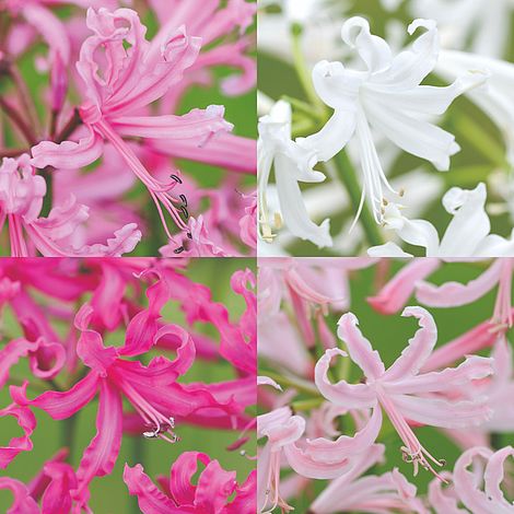 Nerine bowdenii Collection