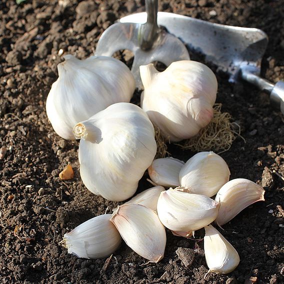 Garlic 'Carcassonne Wight' (Spring/Autumn Planting)