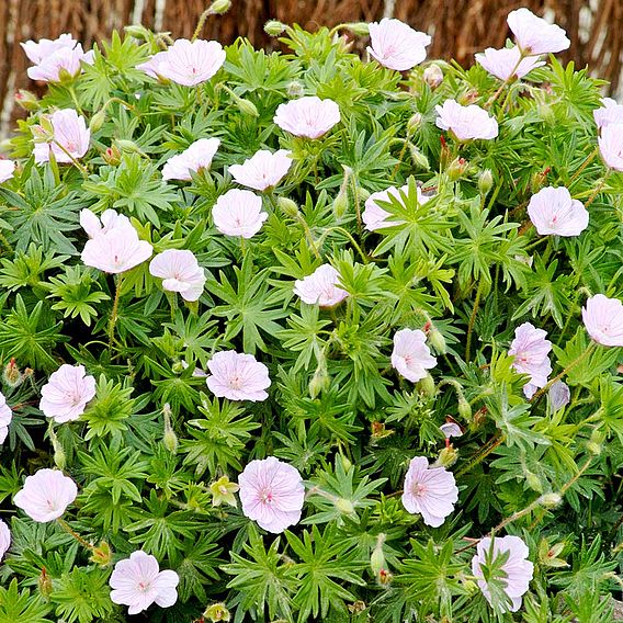 Geranium sanguineum var. striatum