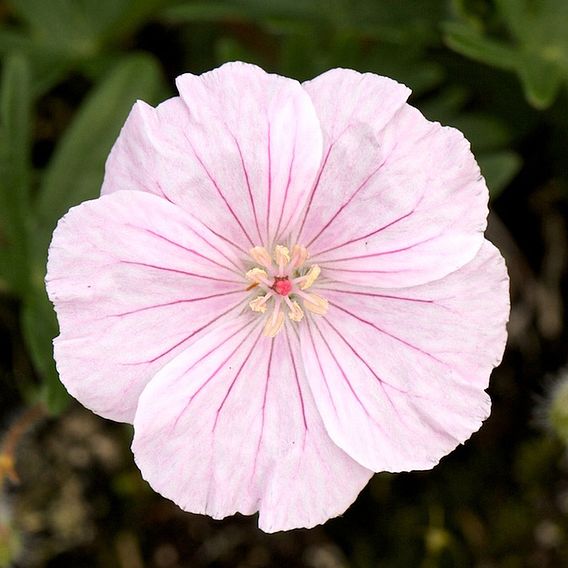 Geranium sanguineum var. striatum