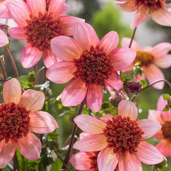 Dahlia 'Totally Tangerine'