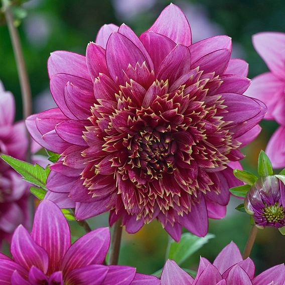 Dahlia 'Mambo'