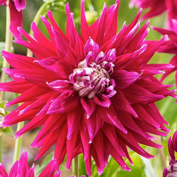 Dahlia 'AC Dark Horse'