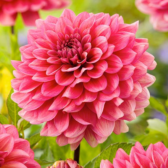 Dahlia 'Salmon Runner'