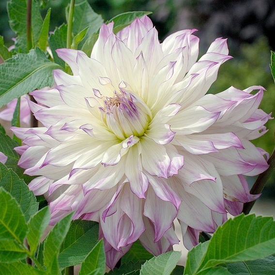 Dahlia 'Ferncliff Illusion' (Giant Tree Dahlias)