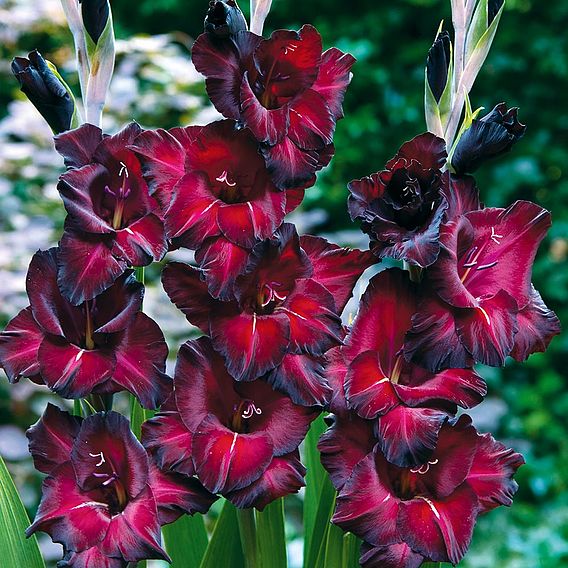 Gladioli 'Black Surprise'