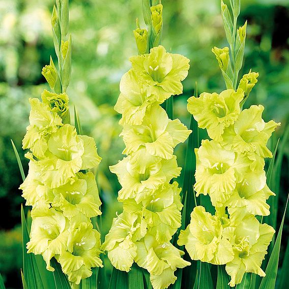 Gladioli  'Green Star'