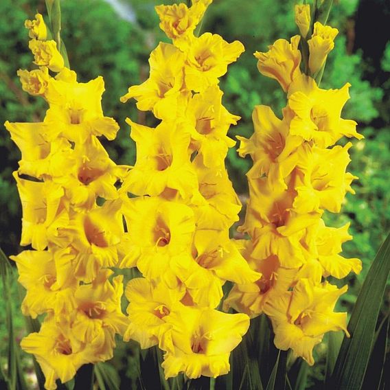 Gladiolus 'Limoncello'