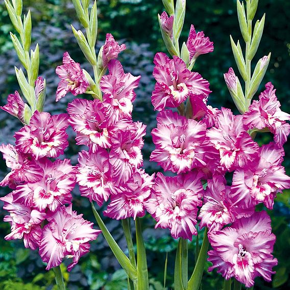 Gladiolus 'Tango'