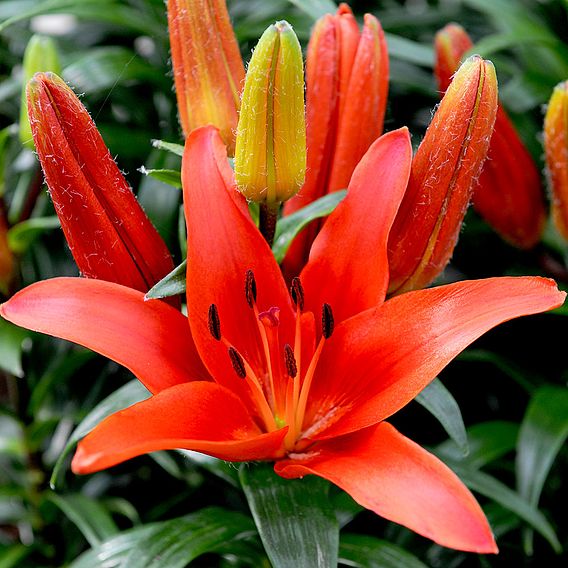 Lily 'King's Joy'