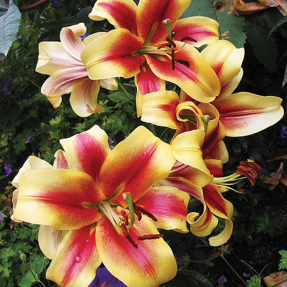 Tree Lily 'Starburst'