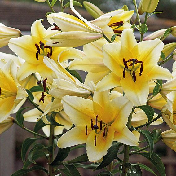 Tree Lily 'Yellow Rocket'