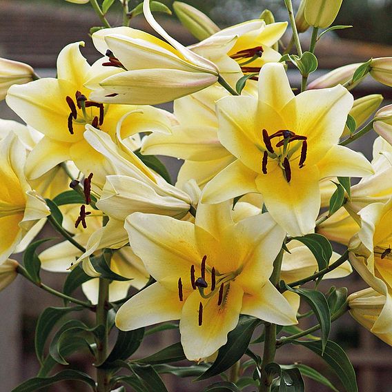 Tree Lily Collection