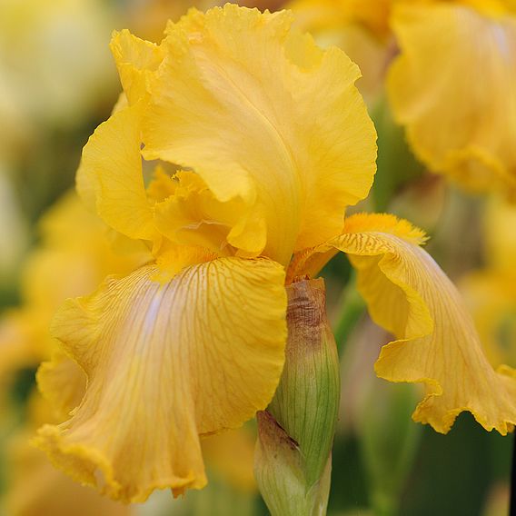 Iris 'Buckwheat' (Re-Blooming)
