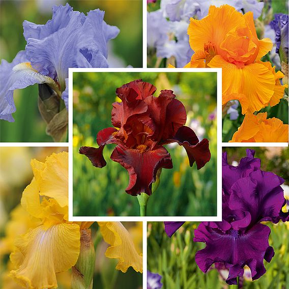 Iris 'Re-Blooming Collection'