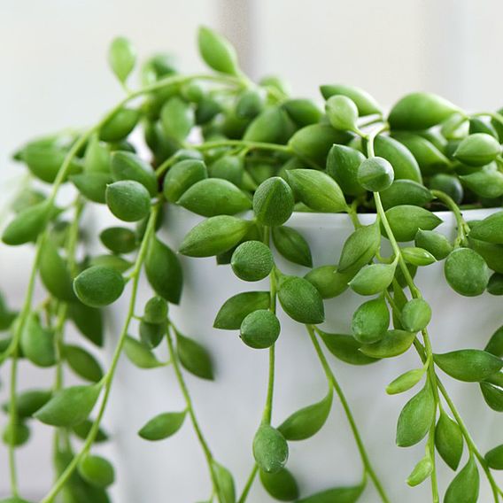 Senecio 'String of Teardrops'