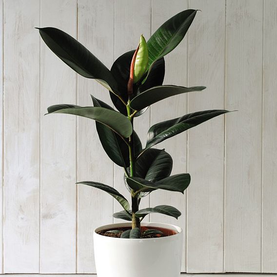 Ficus Indian Rubber Plant