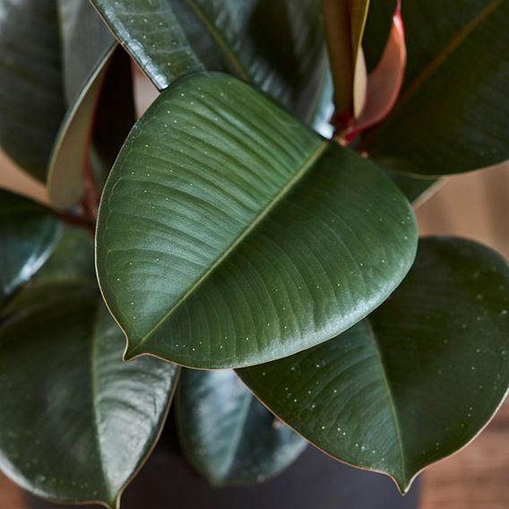 Ficus Indian Rubber Plant