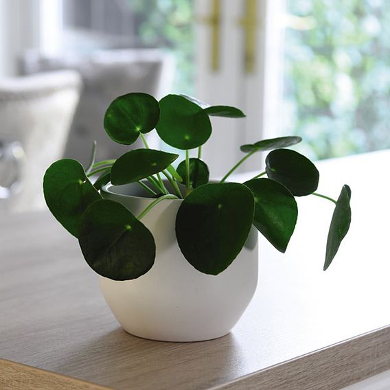 Chinese Money Plant