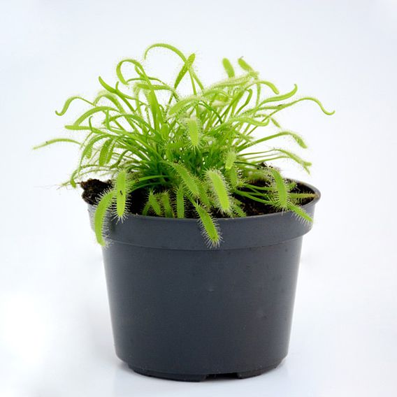 Drosera capensis