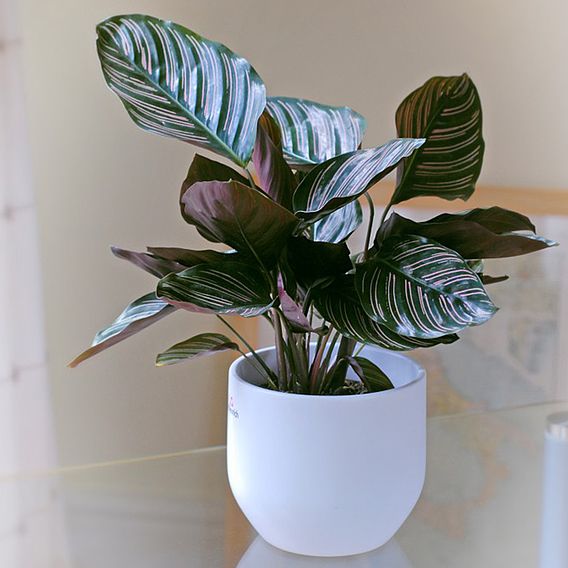 Calathea 'Sanderiana'