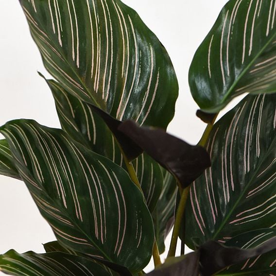 Calathea 'Sanderiana'