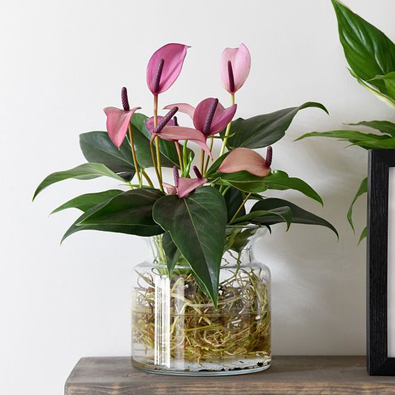 Anthurium Aqua in Sierglass