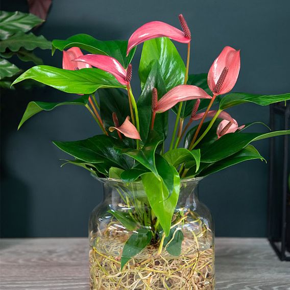 Anthurium Aqua in Sierglass