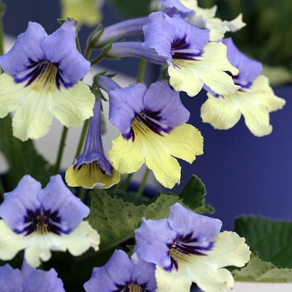Streptocarpus 'Harlequin Blue'