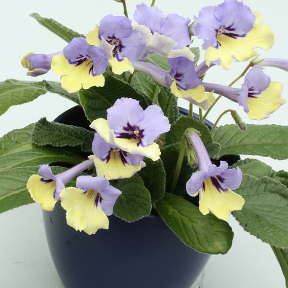 Streptocarpus 'Harlequin Blue'