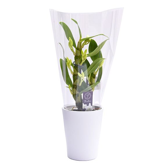 Orchid Apollon (House Plant)