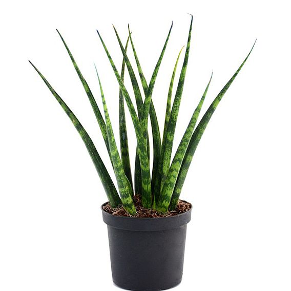 Sansevieria 'Fernwood'