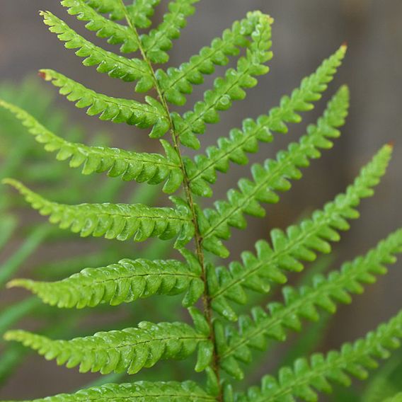 Dryopteris Affinis