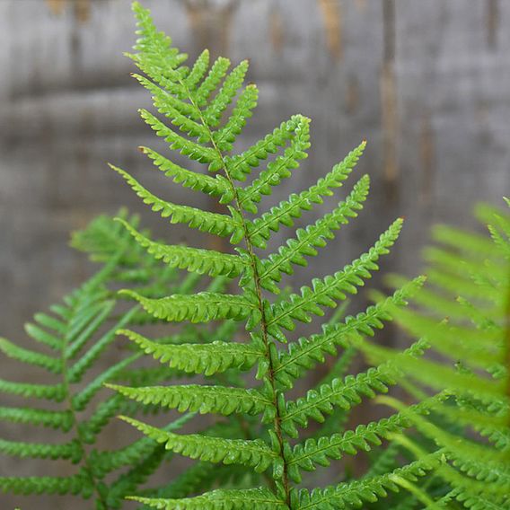 Dryopteris Affinis