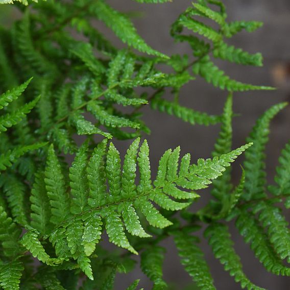 Dryopteris Affinis