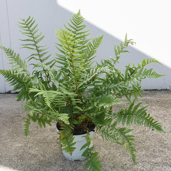 Dryopteris Affinis