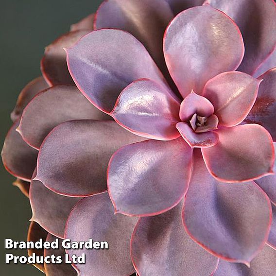 Echeveria Purple Pearl - Shine like a Pearl 