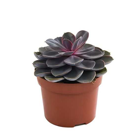 Echeveria Purple Pearl - Shine like a Pearl 