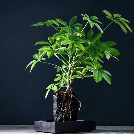 Schefflera Plant on Lava Rock in a Tray (Lova plant)