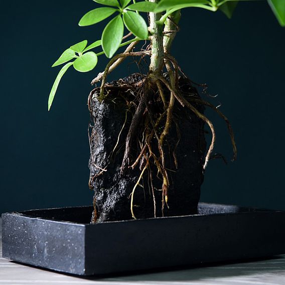 Schefflera Plant on Lava Rock in a Tray (Lova plant)