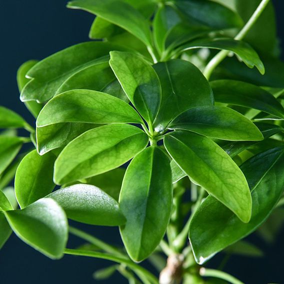 Schefflera Plant on Lava Rock in a Tray (Lova plant)