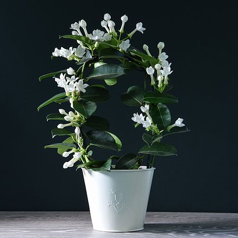 Stephanotis floribunda On A Hoop