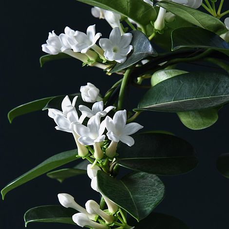 Stephanotis floribunda On A Hoop