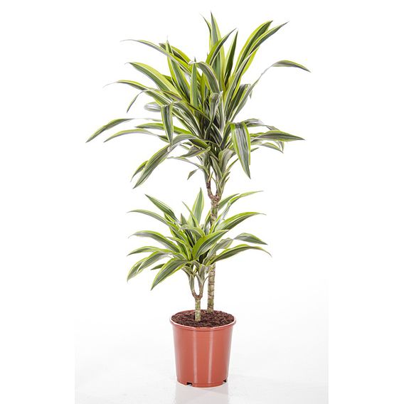 Dracaena fragrans (Deremensis Group) 'Lemon Lime'