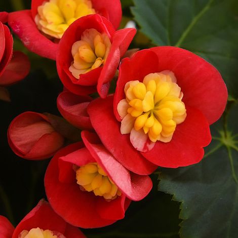 Begonia elatior 'Valentino Pink'