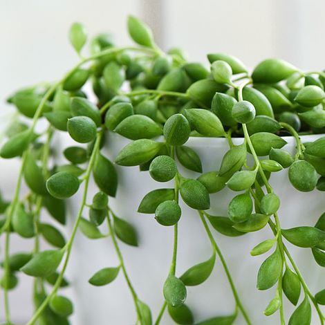 Senecio 'String of Pearls'