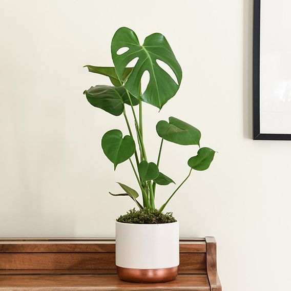 Monstera deliciosa