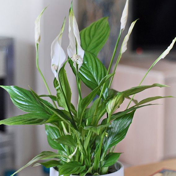 Peace Lily